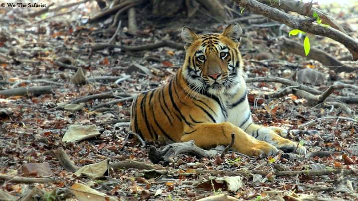 Jungle Safari In Tadoba