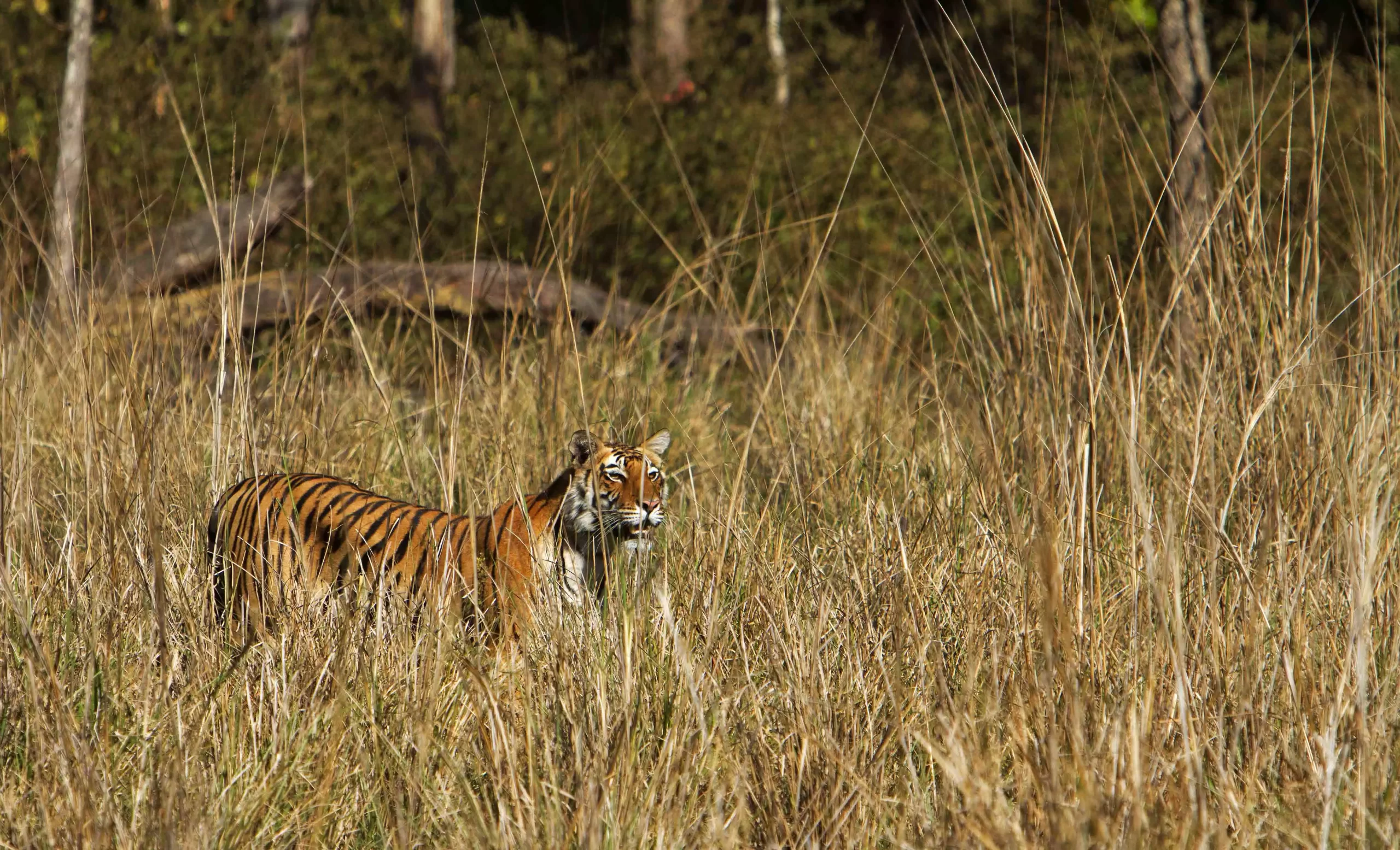 Online Jeep Safari Booking Tadoba National Park