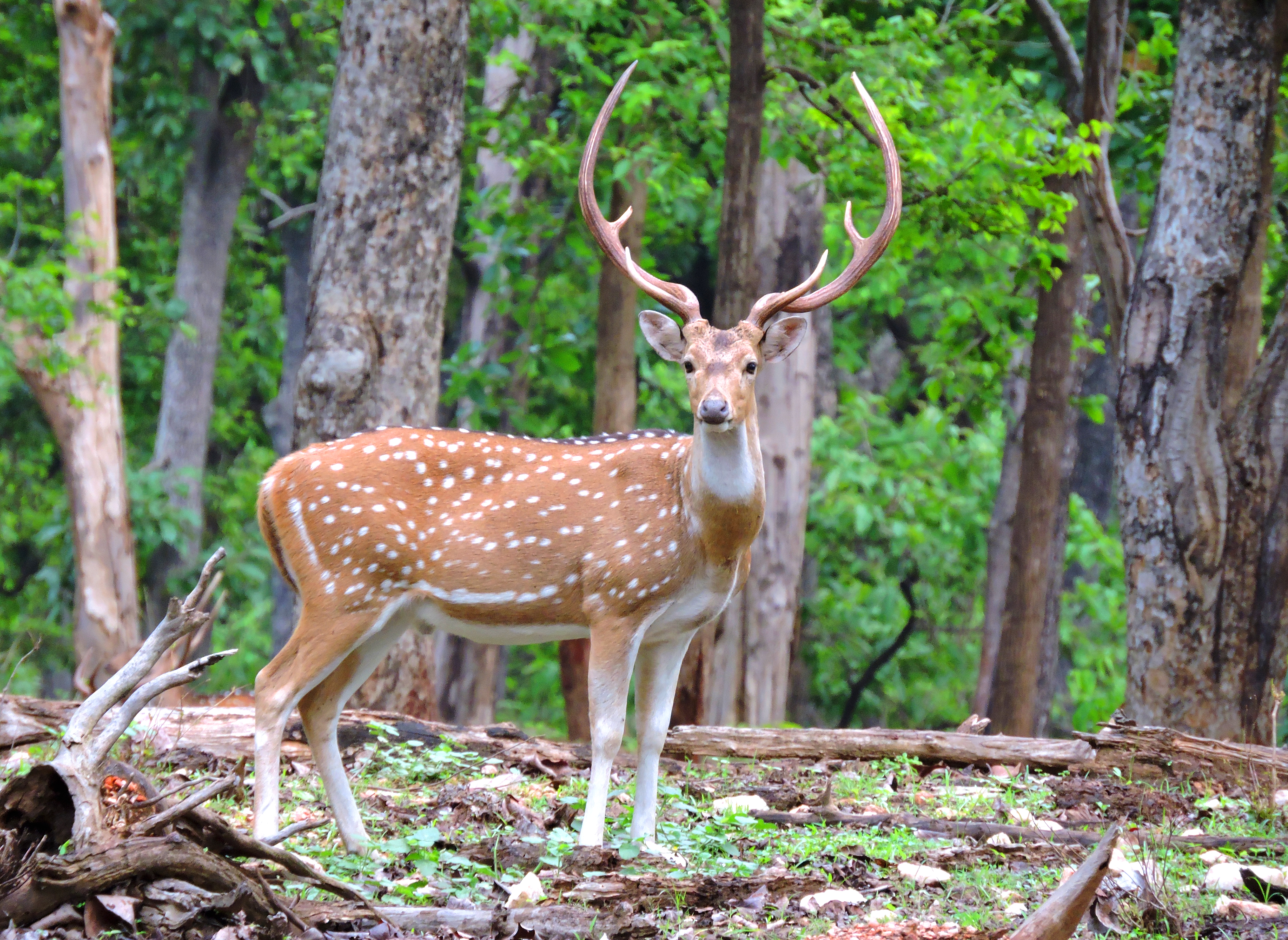 Online Safari Booking Tadoba National Park